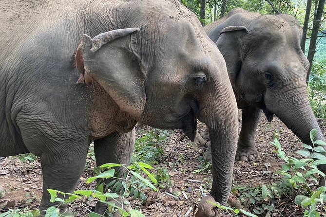 Half Day Visit Smile Elephant Chiang Mai - The Elephant Part: From Meeting Them to Herb Balls