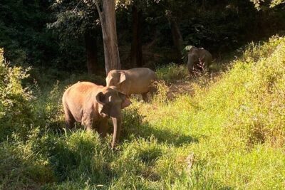 Half Day Visit Smile Elephant Chiang Mai