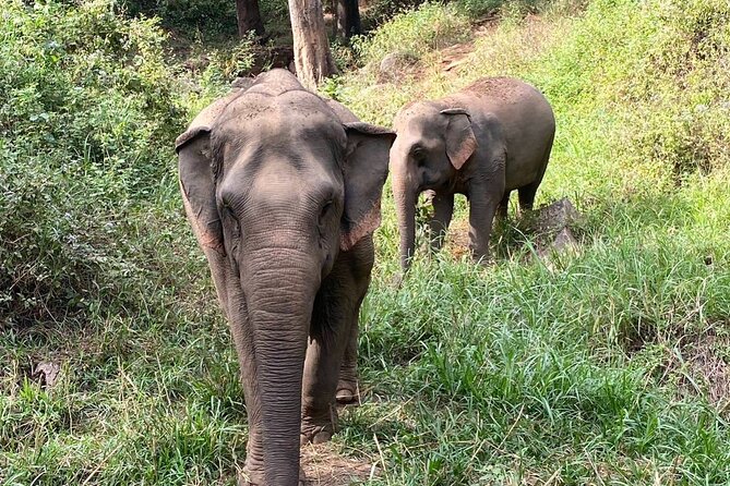 Half Day Visit Smile Elephant Chiang Mai - Who Should Book, and Who Might Want a Different Format