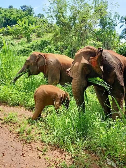 Half-day with CHIANGMAI ELEPHANT CARE program (12pm-6pm.) - Key points before you go