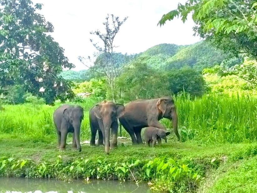 Half-day with CHIANGMAI ELEPHANT CARE program (12pm-6pm.) - Sanctuary Vibes and What Ethical Means Here