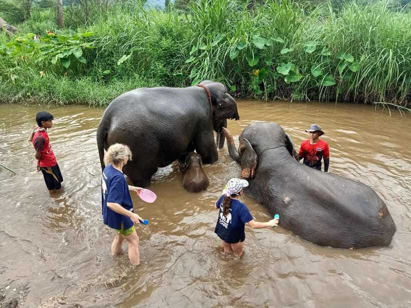 Half-day with CHIANGMAI ELEPHANT CARE program (12pm-6pm.) - Price and Value: What $54 Buys You in a Half Day
