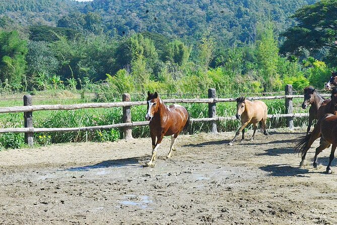 Horse Lesson+Riding+Wat Tonkwen wooden temple.Chiangmai - FAQ