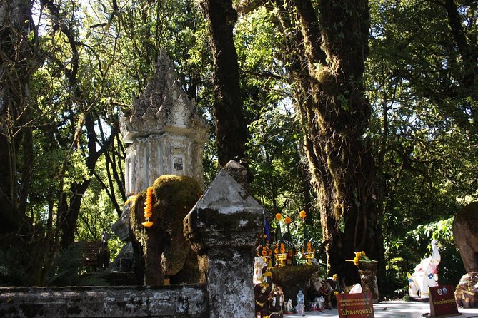 Inthanon Day Trip from Chiang Mai with Lunch - Group or Private - Ang Ka Nature Trail: a short walk that actually feels like a forest