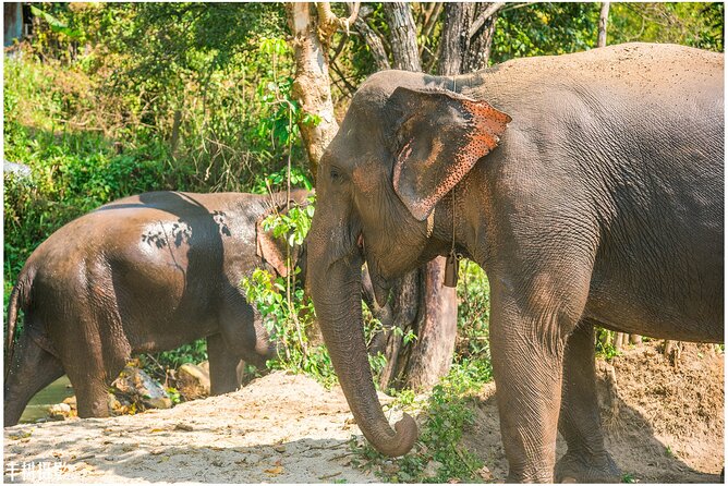 Inthanon Heaven Trail(Living Green Elephant Sanctuary) - Elephant Sanctuary Morning, Then Thailand’s Highest Peak