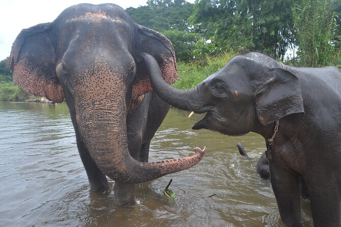 Inthanon Heaven Trail(Living Green Elephant Sanctuary) - What to Pack So the Sanctuary and Hike Both Work