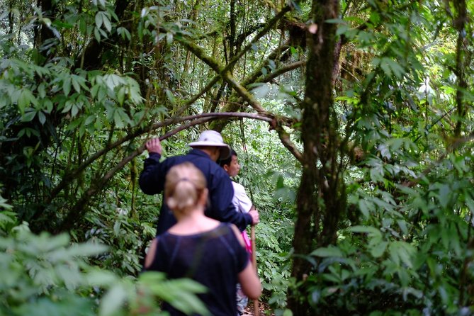 Inthanon Small-Group with Kew Mae Pan Trail from Chiang Mai include Lunch - Twin pagodas and a Hmong market: what you might get on the way back