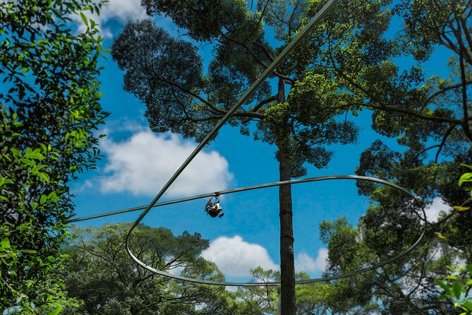 Jungle Flight Zipline Roller Coaster - Price and logistics: what you get for $91.27