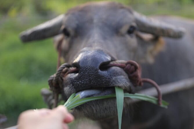 Local Farming Experience in Chiang Mai, Thailand - Hands-on Chiang Mai farming at Hang Tueng Farm