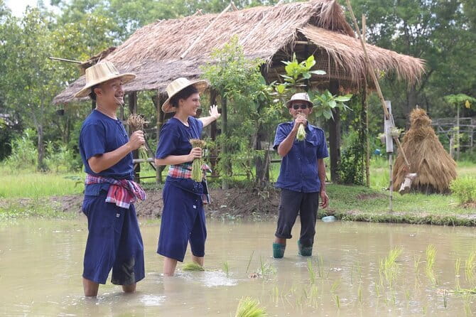Local Farming Experience in Chiang Mai, Thailand - Planting the rice field with Uncle Serd