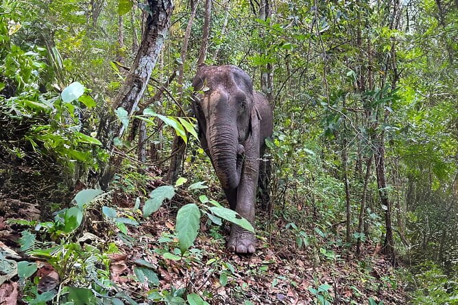 Local Farming Experience in Chiang Mai, Thailand - Lunch on the farm: what you actually eat