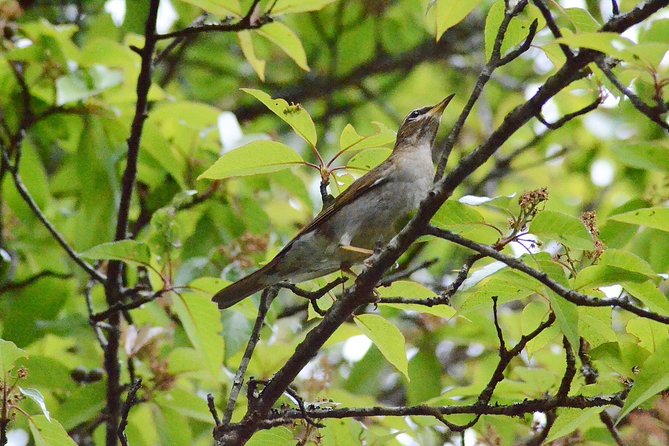 Mount Doi Inthanon Hiking & Bird Watching - Key takeaways before you book