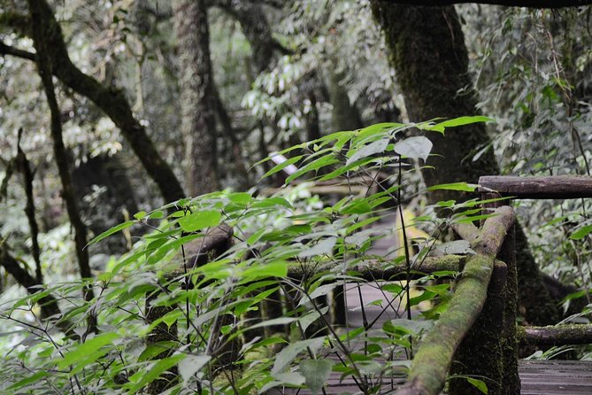 Mount Doi Inthanon Hiking & Bird Watching - The 5:00 am start at Doi Inthanon that actually makes sense