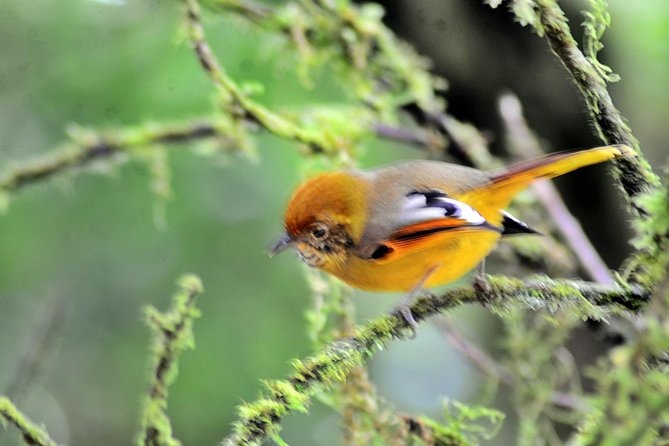 Mount Doi Inthanon Hiking & Bird Watching - The 1.5 hour nature trail hike with local explanations
