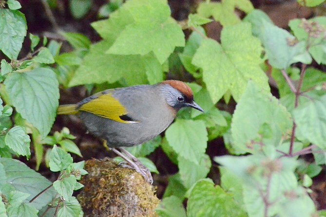 Mount Doi Inthanon Hiking & Bird Watching - Breakfast, snack, and local lunch, with fees taken care of