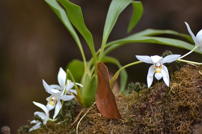 Mount Doi Inthanon Hiking & Bird Watching - Price and logistics: what $152.50 buys you here