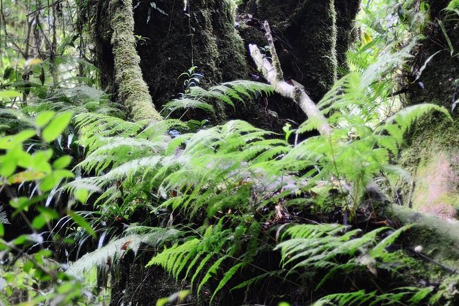 Mount Doi Inthanon Hiking & Bird Watching - Bird watching for 2 hours: English guide work with Ming or Joe