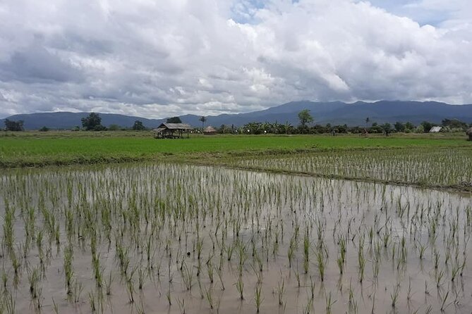 "No.1 Chiang Mai: Leisure Bicycle Ride to Lake Huay Tueng Tao" - Why Lake Huay Tueng Tao fits a half-day bike break
