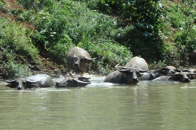 No.1 Chiang Mai: Leisure River Kayaking: Mae Taeng forest Reserve - Lunch on the River: Mango Plantation Restaurant and Plant-Based Options