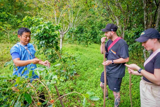 Off the Map Chiang Mai Jungle Coffee Trek Roast and Brew - Hands-on roasting masterclass, with your own green beans