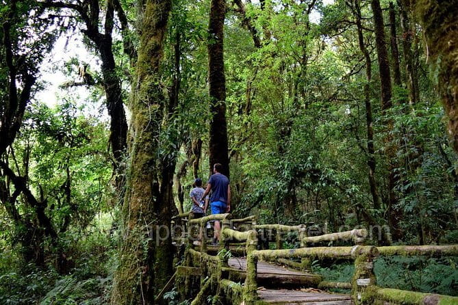 One day Doi Inthanon National Park & Trekking on Kew Mae Pan - Key highlights to know before you go