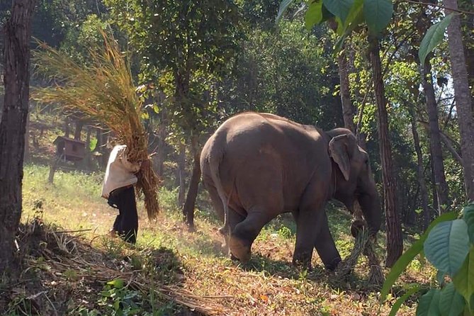 One day Elephants in Nature Experience & Grand Canyon Jumping - Why This Elephant Day Feels Practical, Not Touristy