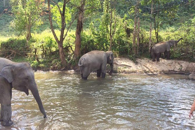 One day Elephants in Nature Experience & Grand Canyon Jumping - The 8:30 am Start and the 90-Minute Ride Out of Chiang Mai