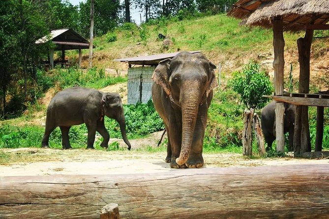 One day Elephants in Nature Experience & Grand Canyon Jumping - Small Group, Big Difference: How the Day Stays Manageable