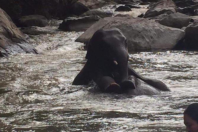 One day Elephants in Nature Experience & Grand Canyon Jumping - Elephant Care in Their Natural Habitat: What You’ll Actually Do