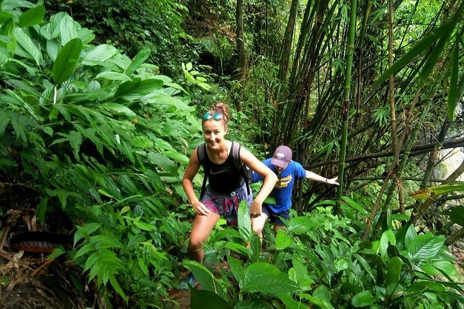One Day Hiking and Elephant experience by Chiang Mai Elephant Home - The quick hits