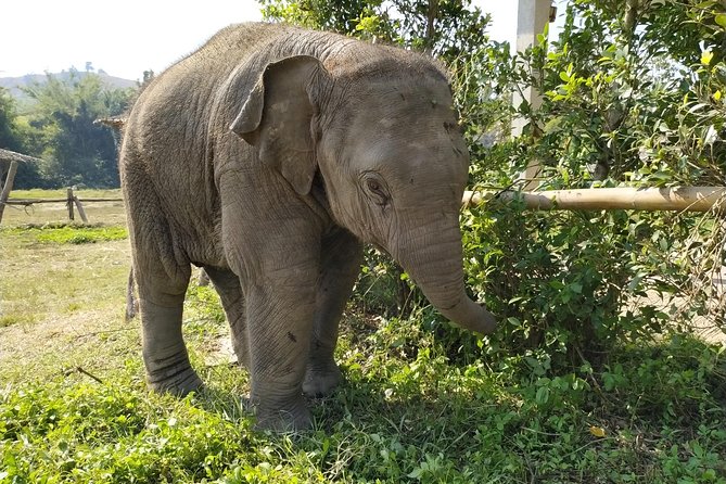 One Day Hiking and Elephant experience by Chiang Mai Elephant Home - A day built around movement and ethical elephant time