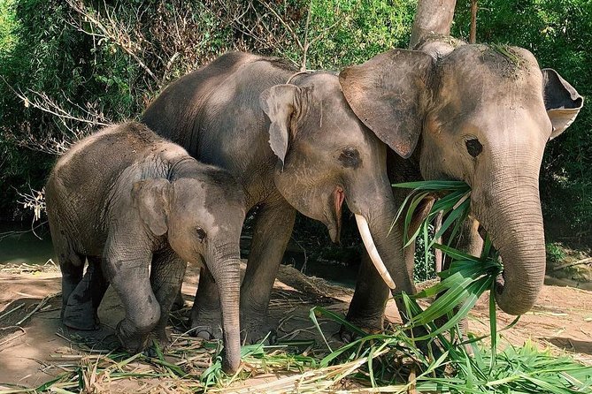 One Day Hiking and Elephant experience by Chiang Mai Elephant Home - The jungle hike: 2 hours of rice terraces, farmland, and waterfall time
