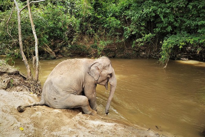One Day Hiking and Elephant experience by Chiang Mai Elephant Home - Chiang Mai Elephant Home: uniforms, lunch, and close care