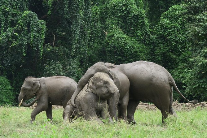 One Day Hiking and Elephant experience by Chiang Mai Elephant Home - What the guides do well, and why it affects your day