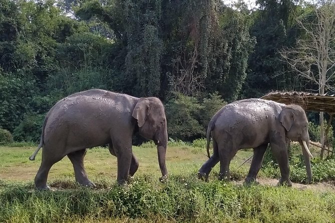 One Day Hiking and Elephant experience by Chiang Mai Elephant Home - Food, gear, and the small details that make or break it