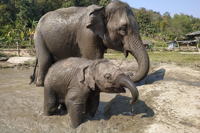 One Day Hiking and Elephant experience by Chiang Mai Elephant Home - Hotel pickup and the southbound drive that sets the tone