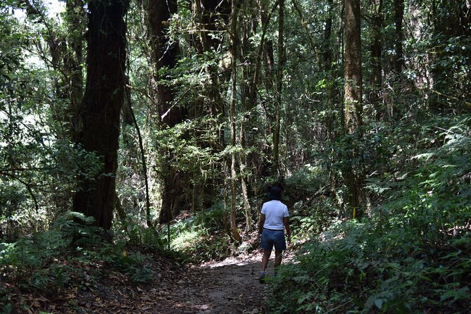 One Day Inthanon National Park (Private Tour) - Stop 1: Doi Inthanon Peak and Angkha Nature Trail Time (About 4 Hours)