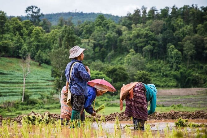 One Day Trekking & Bamboo rafting at Mae wang - Price and value at $76: why it can be good value, and where it can fail