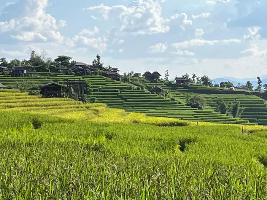 Pa Pong Piang Rice Terraces & Doi Inthanon National Park - Pa Pong Piang rice terraces: plan for the season, not the brochure