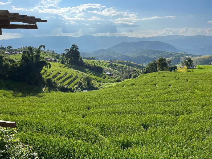 Pa Pong Piang Rice Terraces & Doi Inthanon National Park - White Karen at Ban Mae Klang Luang: coffee and terrace fields, season dependent