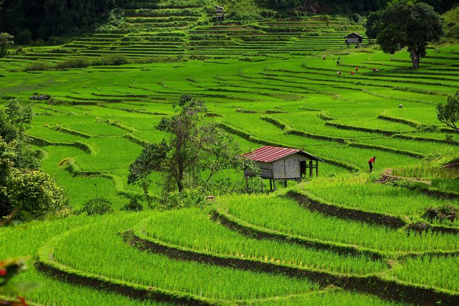 Private: 3 days 2 night trip: ChaingMai-Chaingrai- The Golden Triangle trip - Day 1 in Doi Inthanon: waterfalls, twin pagodas, and a rainforest walk