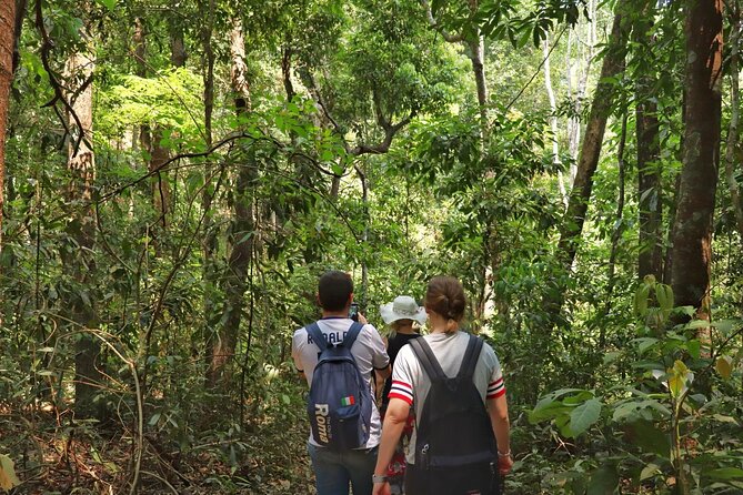 Private Tour Doi Inthanon And Trekking Nature Trail, Chiang Mai - Ban Mae Klang Luang: rice fields, layered views, and village coffee