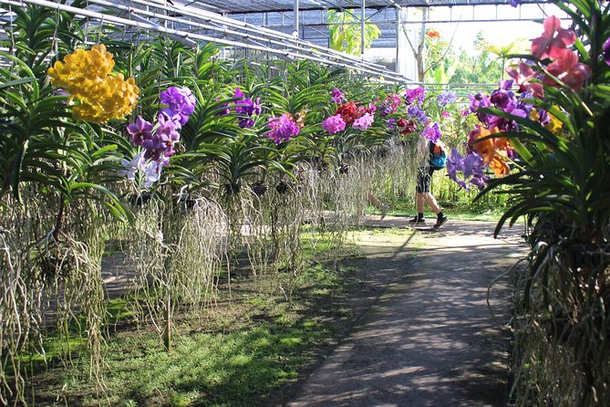 Private tour] Perfect day! Sticky waterfall + ChiangDao Cave + Wat BandenTemple - A morning start built around orchids and easy walking