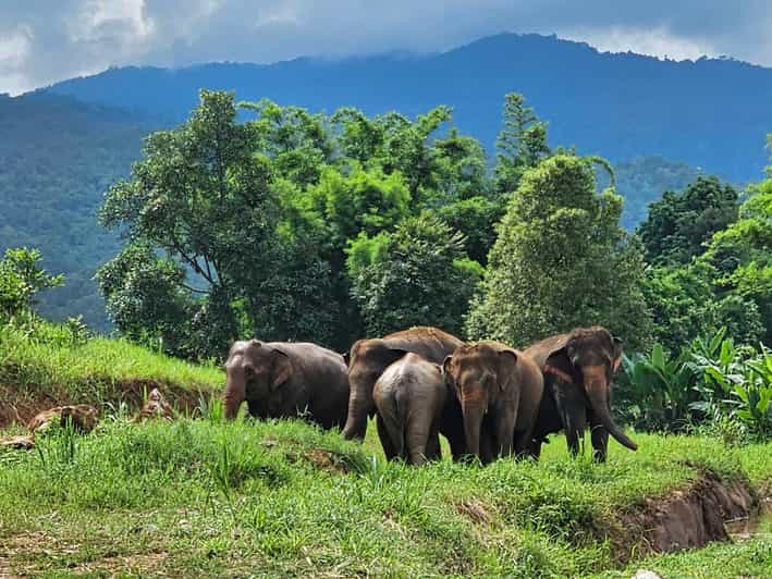 Rantong elephant sanctuary Chiangmai - Key Things You’ll Notice at Rantong Elephant Sanctuary