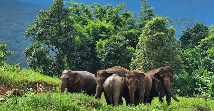 Rantong elephant sanctuary Chiangmai - The Meal Break: Traditional Thai Lunch or Dinner Included