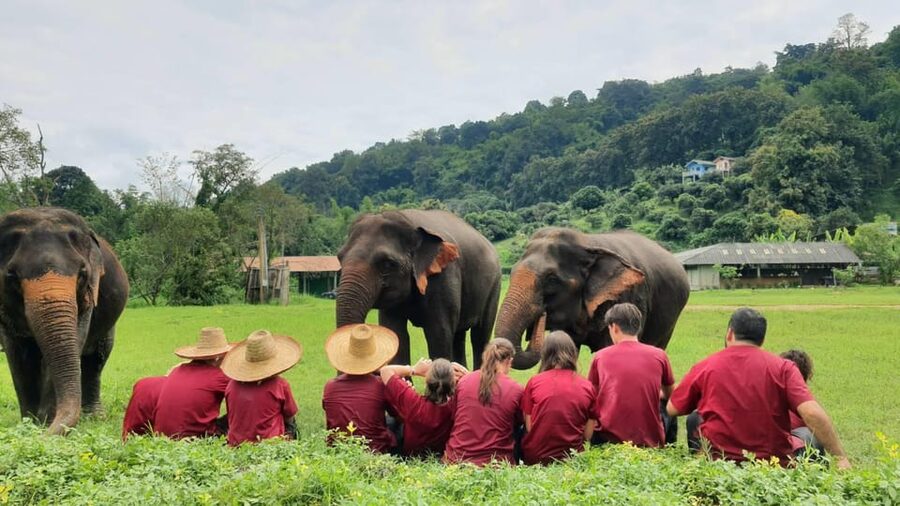 Rantong elephant sanctuary Chiangmai - Ethical Checks You Can Do Before You Go