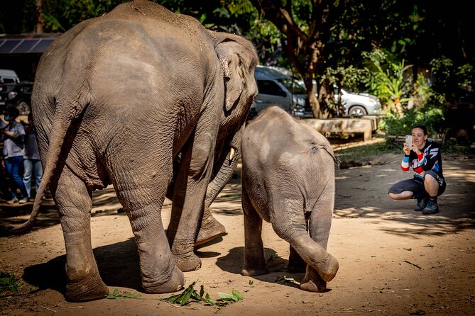Scooter Adventure with elephants, views and FUN drive yourself - Caves, viewpoints, and a temple stop, all strung together on two wheels