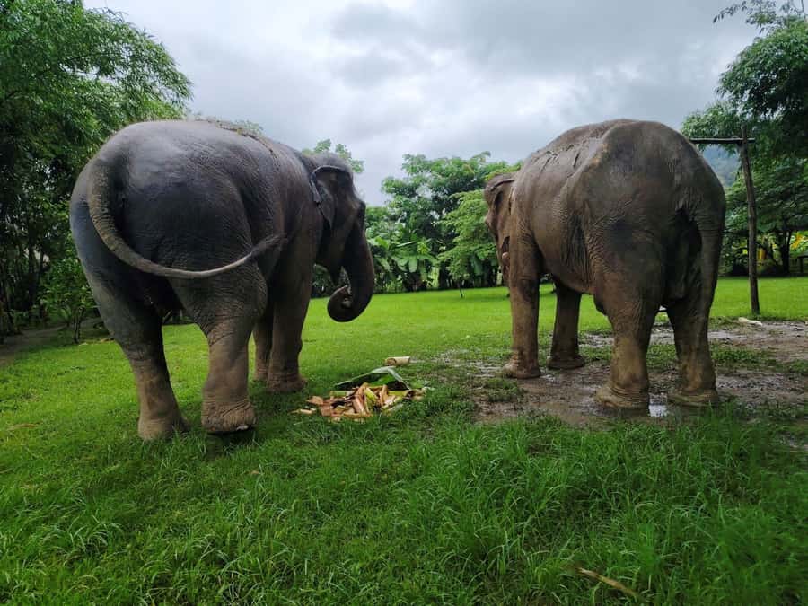 Sticky waterfalls- Elephants- Bamboo or White water rafting. - Hotel pickup and van time, what to expect in the real world