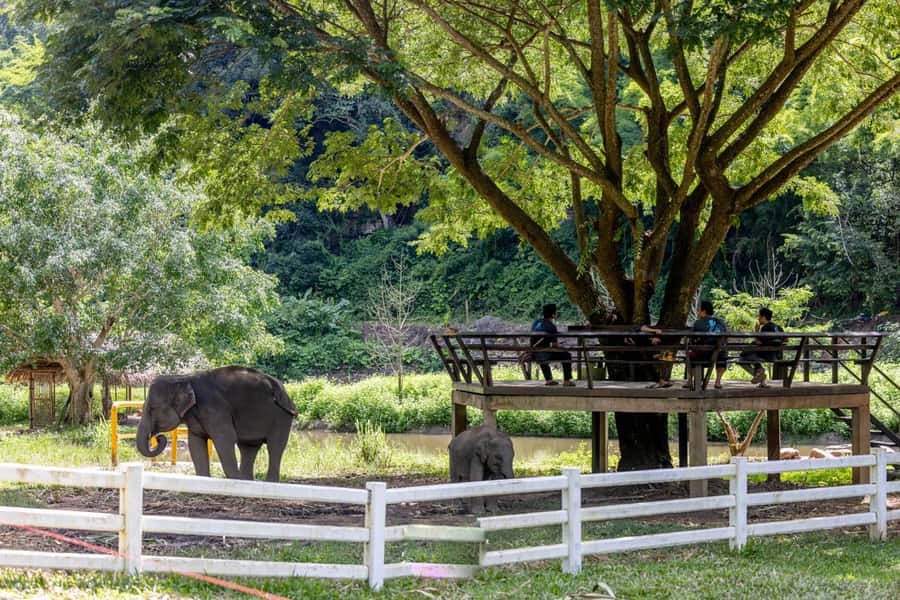 The REAL Thailand on a scooter. Check reviews !! - Elephant lunch: why this stop feels meaningful in the middle of the day