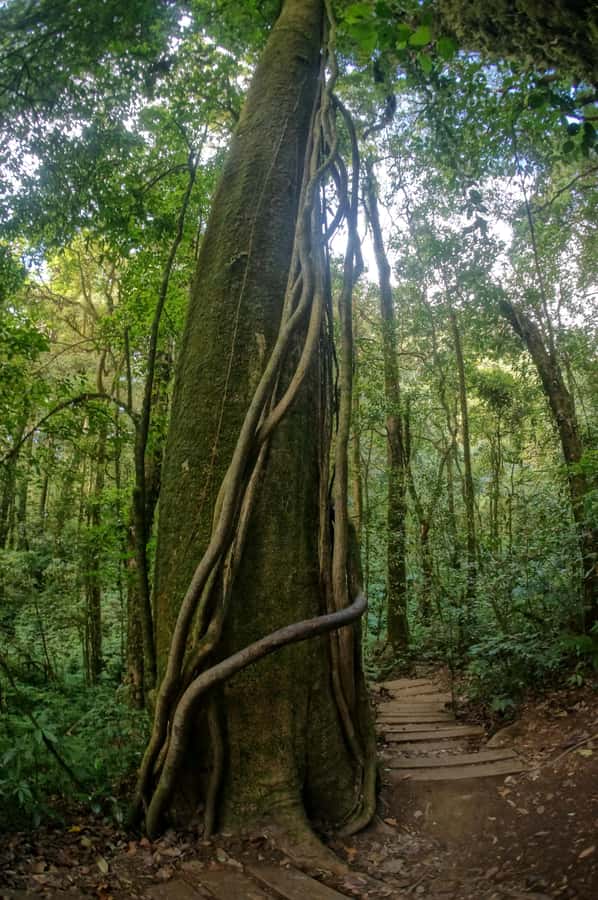 Two days Doi Inthanon national park - Key things that make this 2-day Doi Inthanon trip worth it